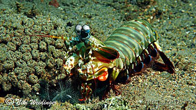 Фото Креветка - богомол Gonodactylaceus ter­n­atensis  (photo#134899)