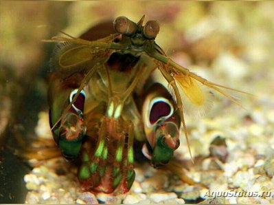 Фото Креветка - богомол Gonodactylus smithi­i​  (photo#134946)