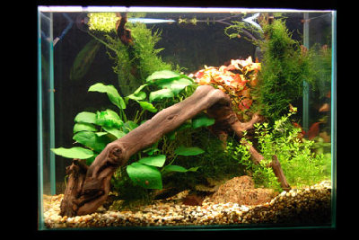 Мой аквариум 50 литров cdda  - phpBeZLvo.jpg