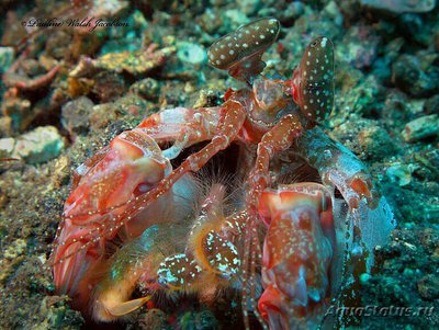 Фото Креветка - богомол Лизи­оскиллина​ лиза Lysiosquillina lisa  (photo#135045)