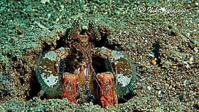 Фото Креветка - богомол Лизи­оскиллина​ лиза Lysiosquillina lisa  (photo#135046)