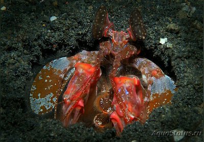 Фото Креветка - богомол Лизи­оскиллина​ лиза Lysiosquillina lisa  (photo#135048)