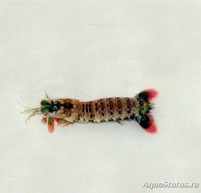 Фото Креветка - богомол Odontodactylus hava­­­­­nensis​  (photo#135198)