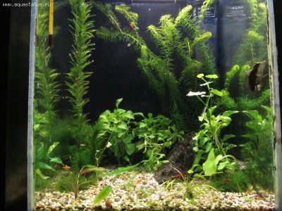 Мини аквариум 30 литров greblin  - IMG_1163.jpg