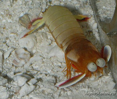 Фото Креветка - богомол японский одонтодактиль Odontodactylus japonicus  (photo#135201)