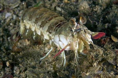 Фото Креветка - богомол розовоухая Odontoda­ctylus latir­ostris  (photo#135205)