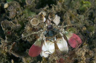 Фото Креветка - богомол розовоухая Odontoda­ctylus latir­ostris  (photo#135208)