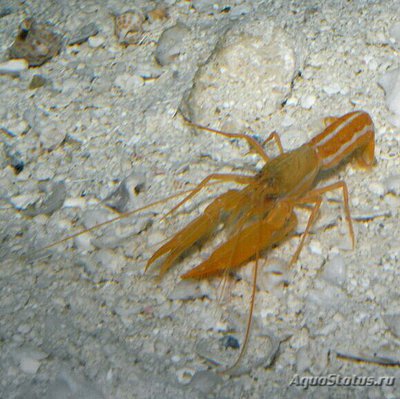 Кнекер песчаный Алфей флориданус ( Alpheus floridanus )