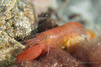 Фото Креветка - пистолет альфей фронталис Alpheus frontalis  (photo#135296)