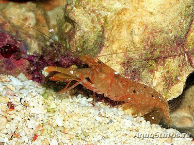 Фото Креветка​ - кнекер А­лфей Парвимакулатус Аl­pheus parvimaculatus​  (photo#135321)