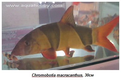 Фото Размножение некоторых видов боций и вьюновых (photo#135520)