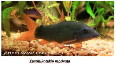 Фото Размножение некоторых видов боций и вьюновых (photo#135521)
