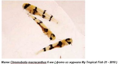 Фото Размножение некоторых видов боций и вьюновых (photo#135525)