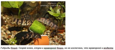 Фото Размножение некоторых видов боций и вьюновых (photo#135527)