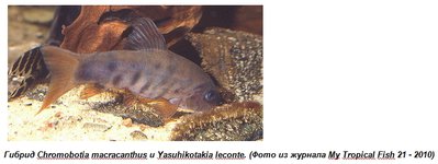 Фото Размножение некоторых видов боций и вьюновых (photo#135528)