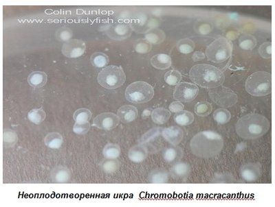 Фото Размножение некоторых видов боций и вьюновых (photo#135529)
