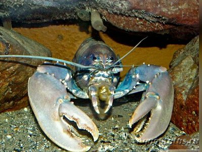 Фото ​Европейский омар Homarus gammarus  (photo#135550)