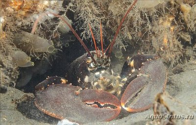 Фото ​Европейский омар Homarus gammarus  (photo#135551)