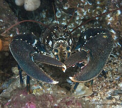 Фото ​Европейский омар Homarus gammarus  (photo#135552)