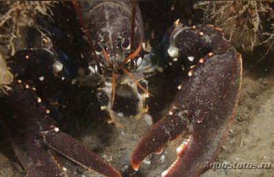 Фото ​Европейский омар Homarus gammarus  (photo#135553)