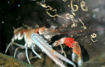 Фото ​ Лобстер Норвежский Nephrops norveg­icus  (photo#135727)