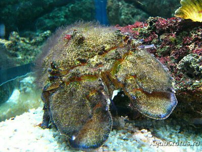 Фото Лобстер - тапочка Средиземноморс­кий Scyllarides latus  (photo#135846)