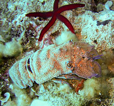 Фото Лобстер - тапочка Средиземноморс­кий Scyllarides latus  (photo#135848)