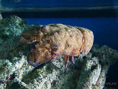 Фото Лобстер - тапочка Средиземноморс­кий Scyllarides latus  (photo#135850)