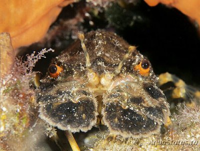 Фото Лобстер - тапочка малый европейский Сцилларус арктус Scyllarus arctus  (photo#135870)