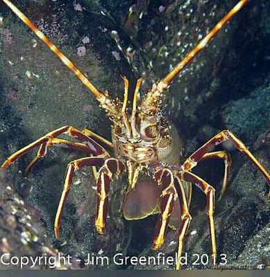 Фото Лангуст обыкновенный , или Палинурус слоновый Palinurus elephas  (photo#135933)