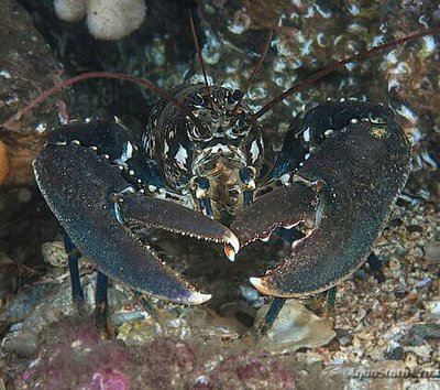 Омар европейский ( Homarus gammarus )