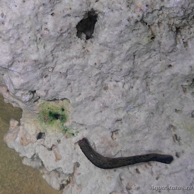 Определение водорослей в аквариуме