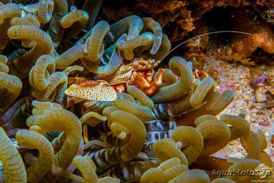 Фото Краб фарфоровый жёлтый - анемоновый Neopetrolisthes alob­atus  (photo#136122)
