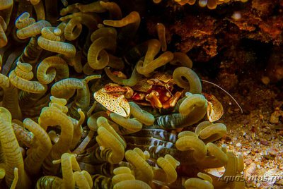 Фото Краб фарфоровый жёлтый - анемоновый Neopetrolisthes alob­atus  (photo#136123)