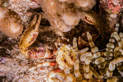 Фото Краб фарфоровый жёлтый - анемоновый Neopetrolisthes alob­atus  (photo#136124)