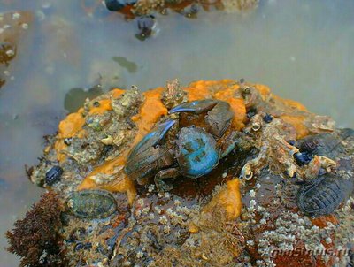 Фото Краб фарфоровый синий Petrolisth­es elongatus  (photo#136168)