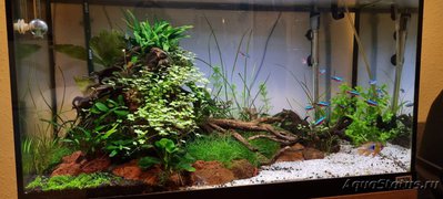 Подводный Романтик. Мой аквариум Fluval Roma 120 литров (Zlatka)