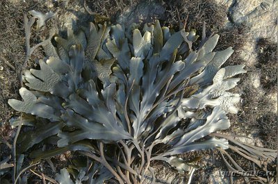 Фото Морская бурая водоро­сль Фукус двустиший Fucus distichus  (photo#136634)