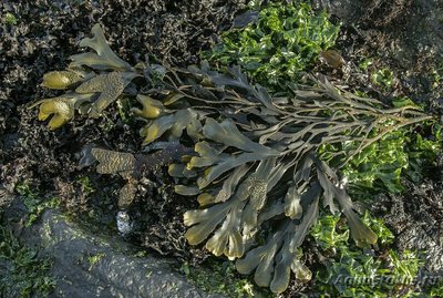 Фото Морская бурая водоро­сль Фукус двустиший Fucus distichus  (photo#136636)