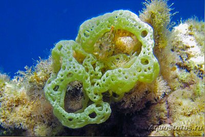  Морская бурая водоросль Гидроклатрус клатратус ( Hydroclathrus clathratus )