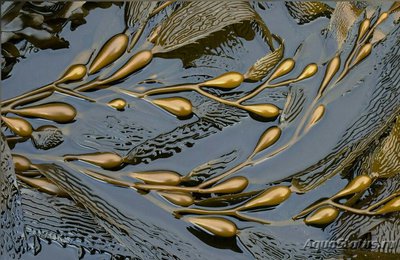 Фото Бычья Ламинария Нереоцистис луэткеана Nereocystis luetkeana Bullwrack, Bullwhipwrack, Bandenwrack, Bladderwrack, Edibl (photo#136742)