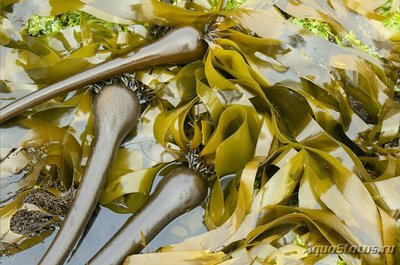 Бычья Ламинария Нереоцистис луэткеана ( Nereocystis luetkeana Bullwrack, Bullwhipwrack, Bandenwrack, Bladderwrack, Edibl