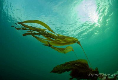 Фото Бычья Ламинария Нереоцистис луэткеана Nereocystis luetkeana Bullwrack, Bullwhipwrack, Bandenwrack, Bladderwrack, Edibl (photo#136744)