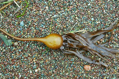 Бычья Ламинария Нереоцистис луэткеана ( Nereocystis luetkeana Bullwrack, Bullwhipwrack, Bandenwrack, Bladderwrack, Edibl