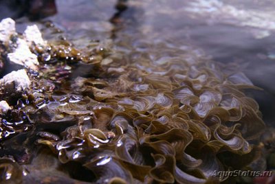 Фото Морская бурая водоро­сль Падина гимноспора Pad­­ina gymnosp­ora  (photo#136858)