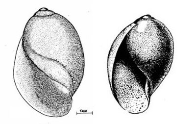 Фото Куплю пузырчатых физ Physa Fontialis  (photo#136901)