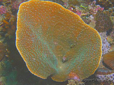 Твердый коралл Турбинария бифронс ( Turbinaria bifrons/Сhalice Coral )