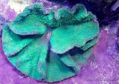 Твердый коралл Турбинария бифронс ( Turbinaria bifrons/Сhalice Coral )