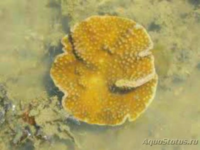 Твердый коралл Турбинария бифронс ( Turbinaria bifrons/Сhalice Coral )