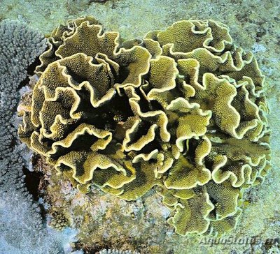 Твердый коралл Турбинария чашечная ( Turbinaria conspicua/Chalice Coral )